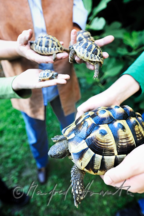 Schildkröten in einem kleinen Privat-Garten