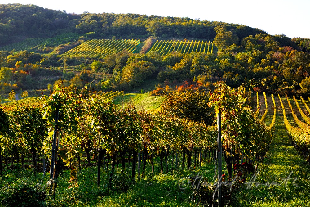Weinberge am Südhang des Leithagebirges