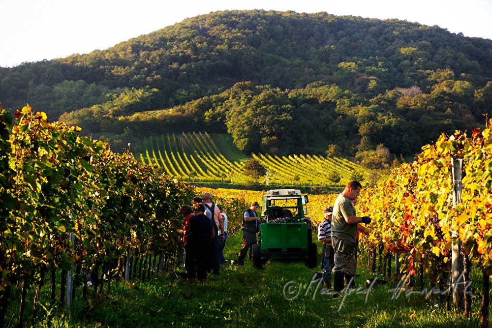 Weinlese am Südhang des Leithagebirges