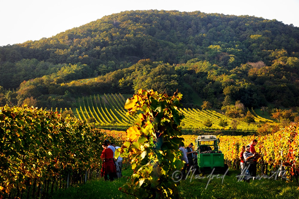 Weinlese am Südhang des Leithagebirges