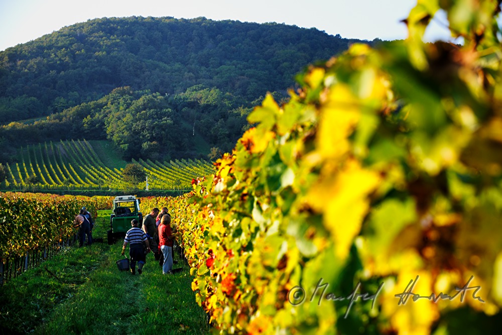Weinlese am Südhang des Leithagebirges