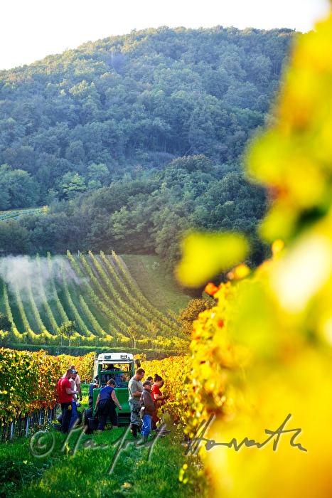 Weinlese am Südhang des Leithagebirges