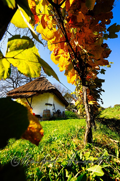 Weingarten beim Kellerviertel