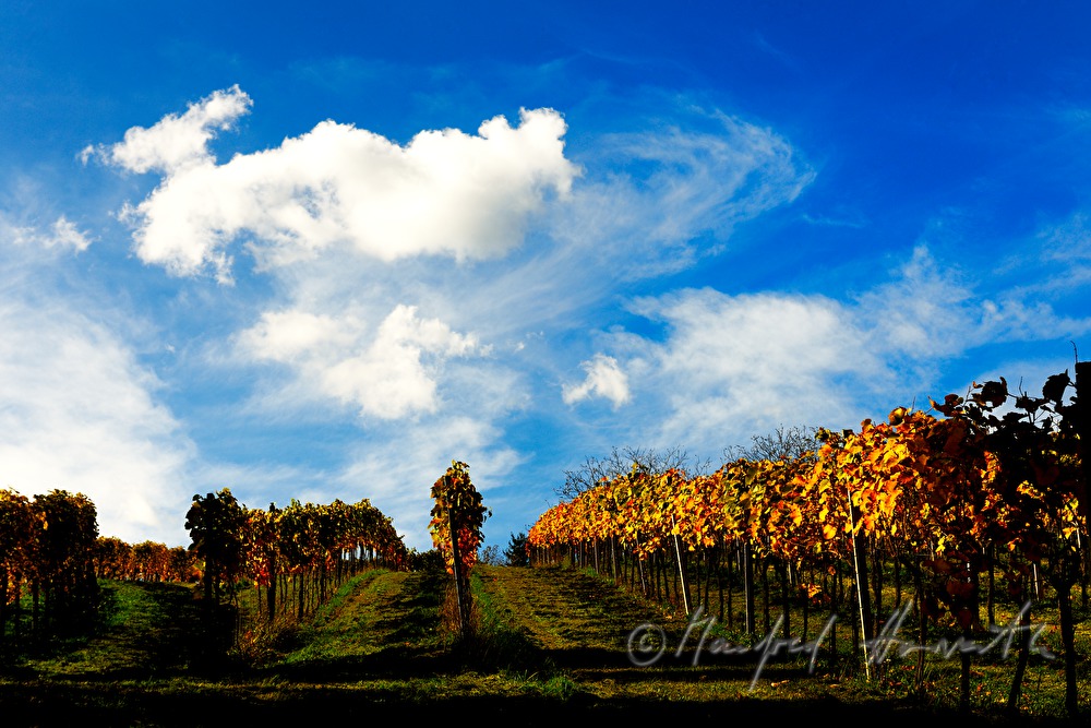 Weinberge mit Uhudlertrauben beim Kellerviertel
