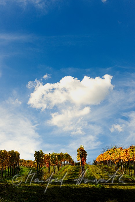 Weinberge mit Uhudlertrauben beim Kellerviertel