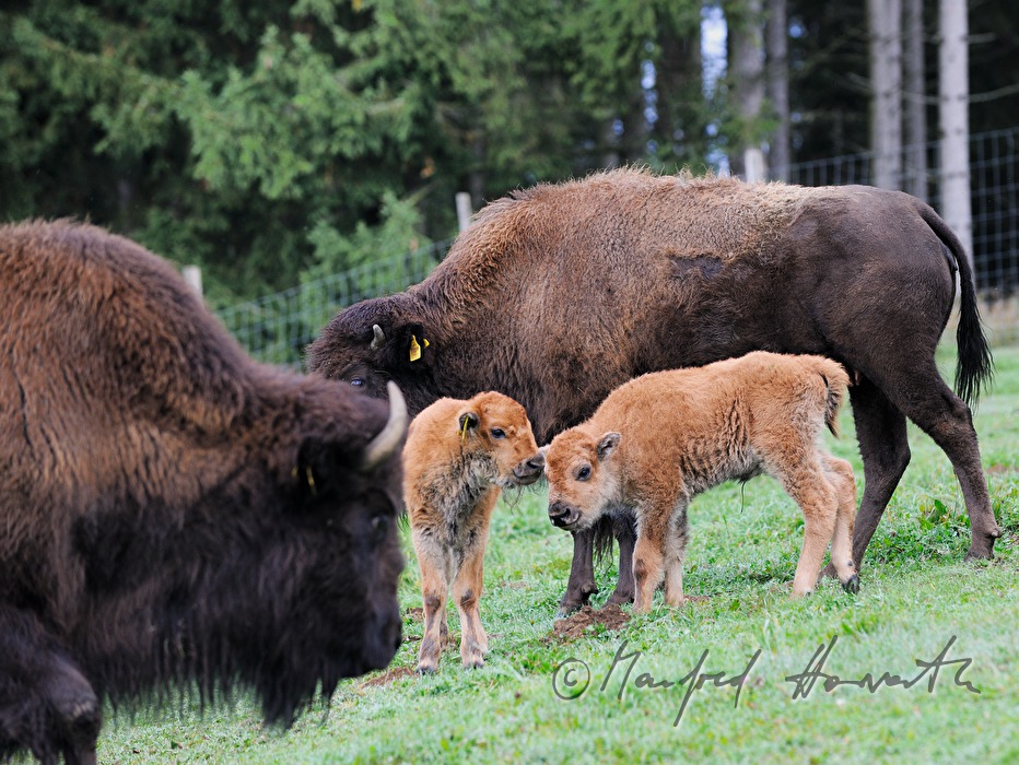 drei Tage alte Bison-Kälber