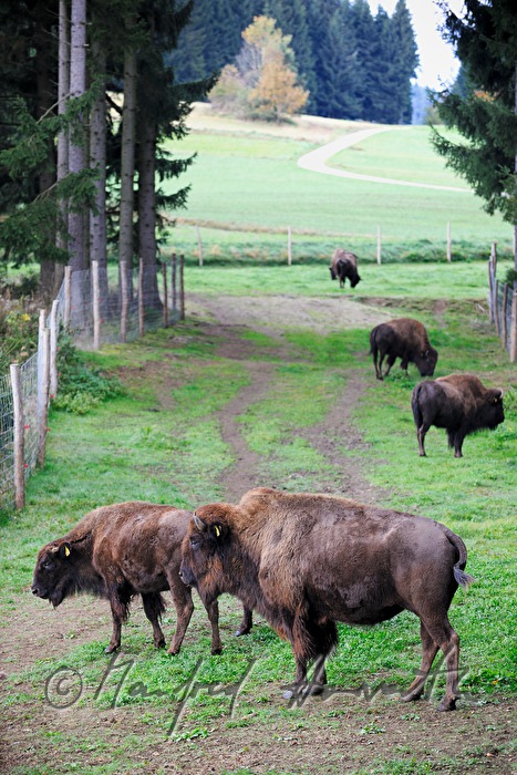 Bisons auf der Weide am Waldrand