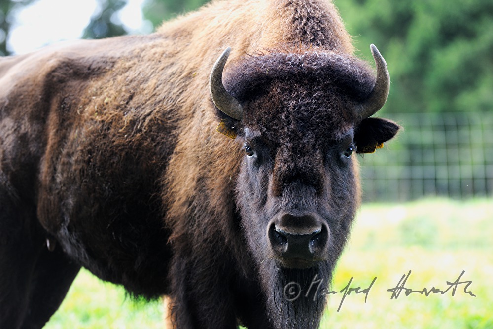 Bison auf der Weide am Waldrand