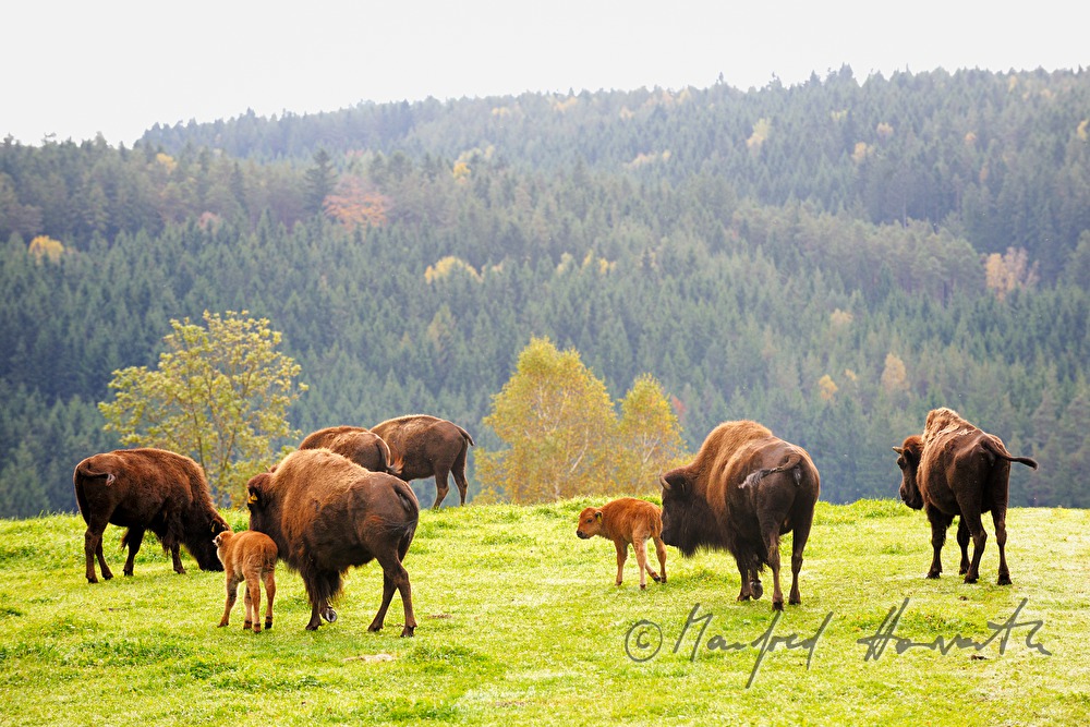 Bisons auf der Weide am Waldrand