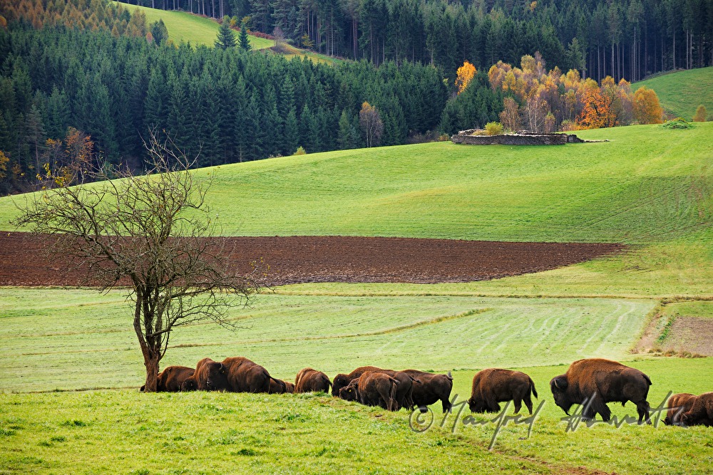 Bisons auf der Weide am Waldrand