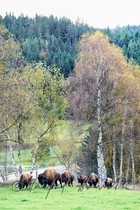 Bisons auf der Weide am Waldrand