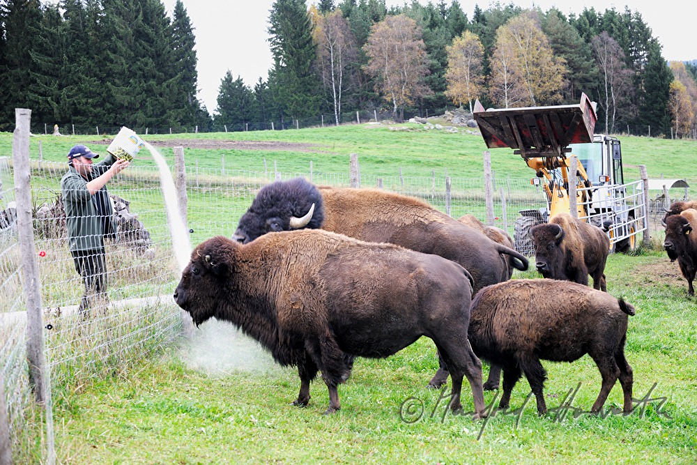Bison-Bauer lockt die Tiere mit Futter vom Tor weg