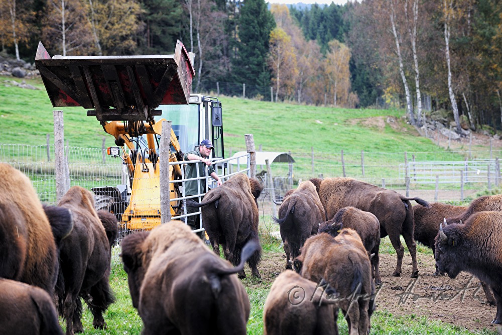Bison-Bauer beim Tor der Weide