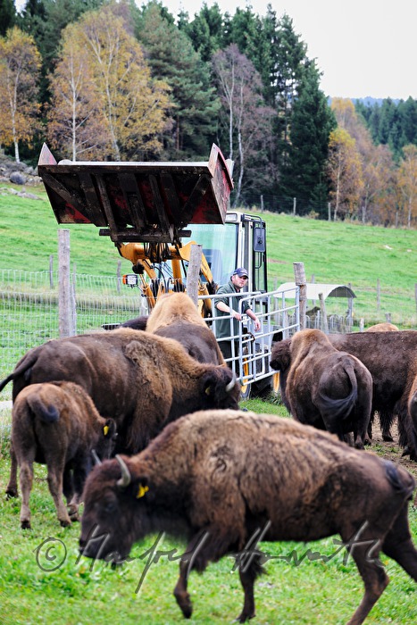Bison-Bauer beim Tor der Weide