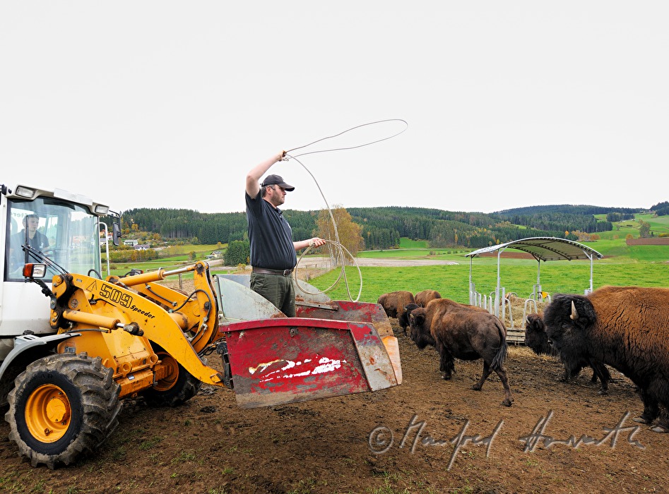 drei Tage altes Bison-Kalb wird mit dem Lasso gefangen