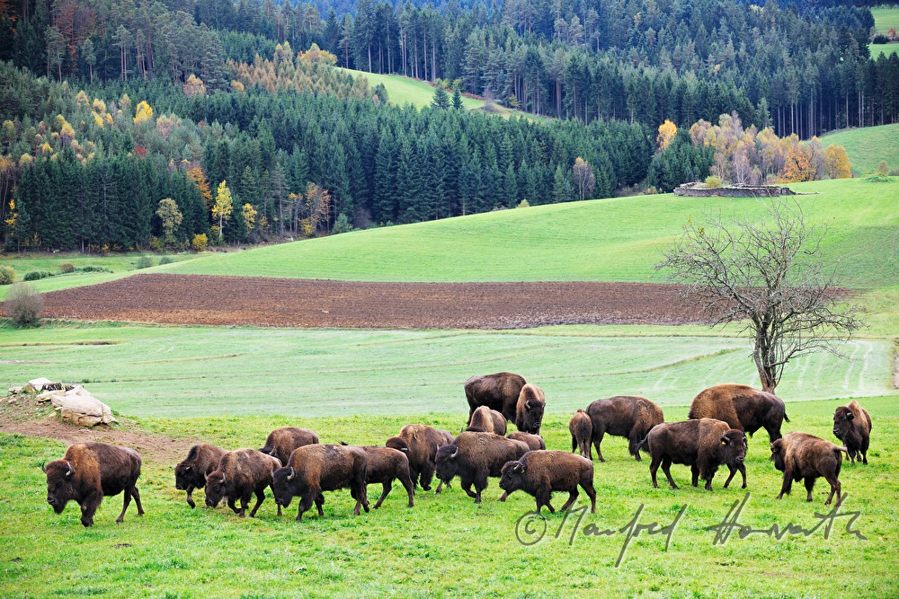 Bisons auf der Weide am Waldrand