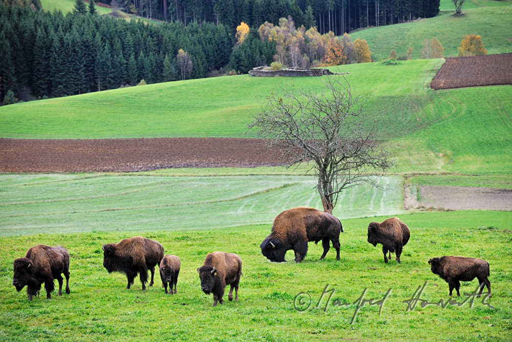 Bisons auf der Weide am Waldrand
