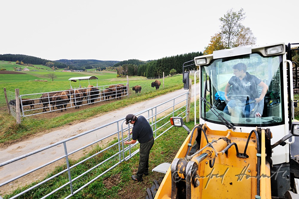Bison-Bauer beim Öffnen des Tores der Weide