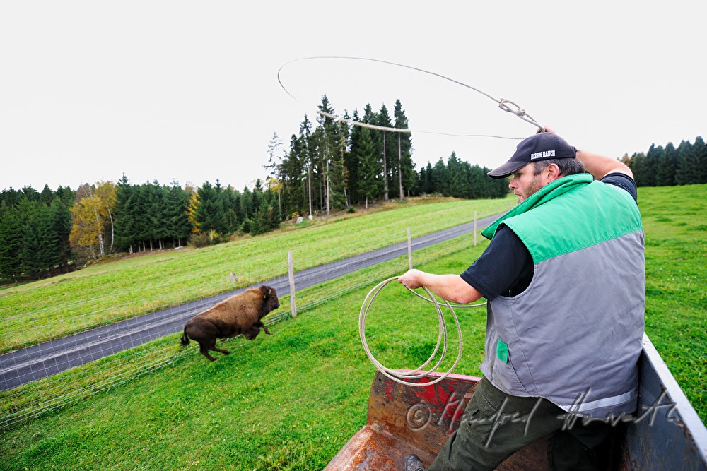 drei Tage altes Bison-Kalb wird mit dem Lasso gefangen