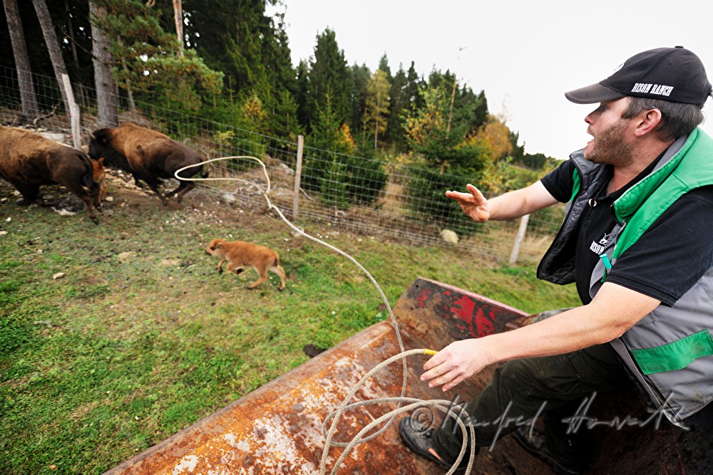 drei Tage altes Bison-Kalb wird mit dem Lasso gefangen