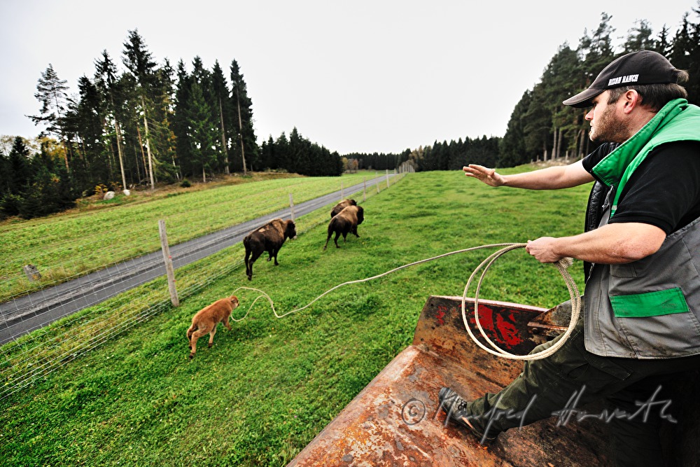 drei Tage altes Bison-Kalb wird mit dem Lasso gefangen
