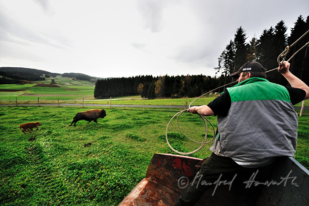 drei Tage altes Bison-Kalb wird mit dem Lasso gefangen