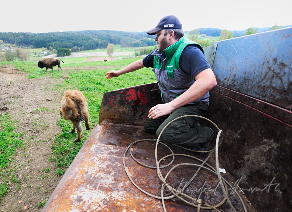 drei Tage altes Bison-Kalb wird freigelassen