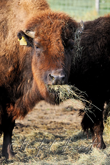 Bison frisst Heu von der Futteranlage