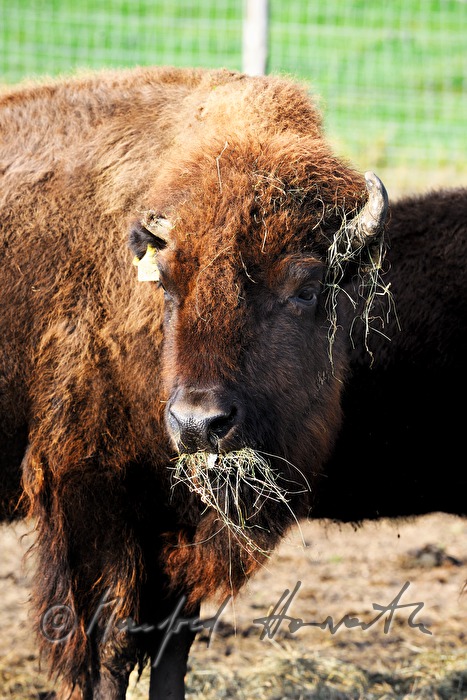 Bison frisst Heu von der Futteranlage