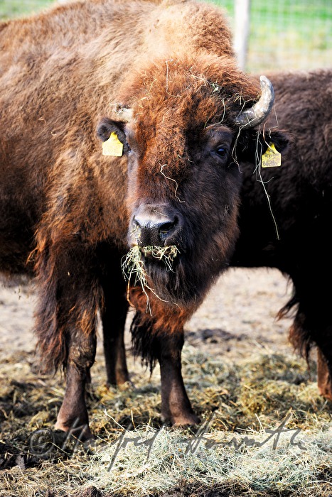 Bison frisst Heu von der Futteranlage