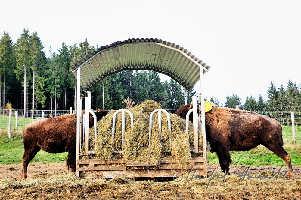 Bison frisst Heu von der Futteranlage