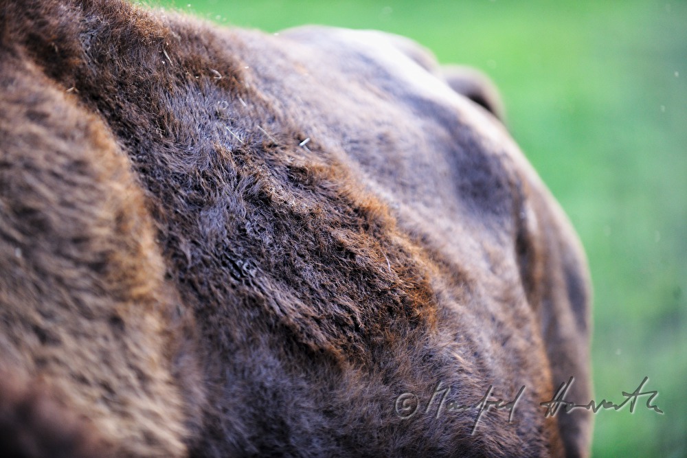 Bison auf der Weide am Waldrand
