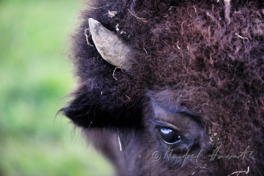Bison auf der Weide am Waldrand