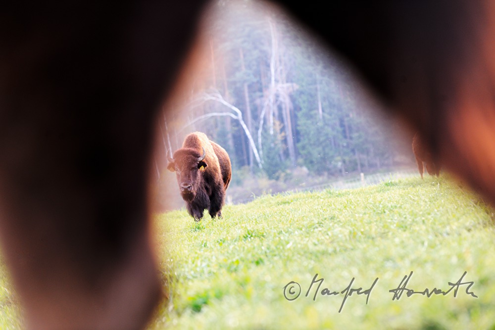 Bison auf der Weide am Waldrand
