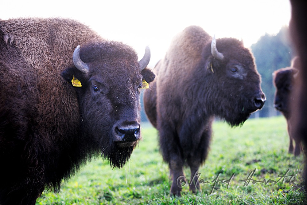 Bison auf der Weide am Waldrand