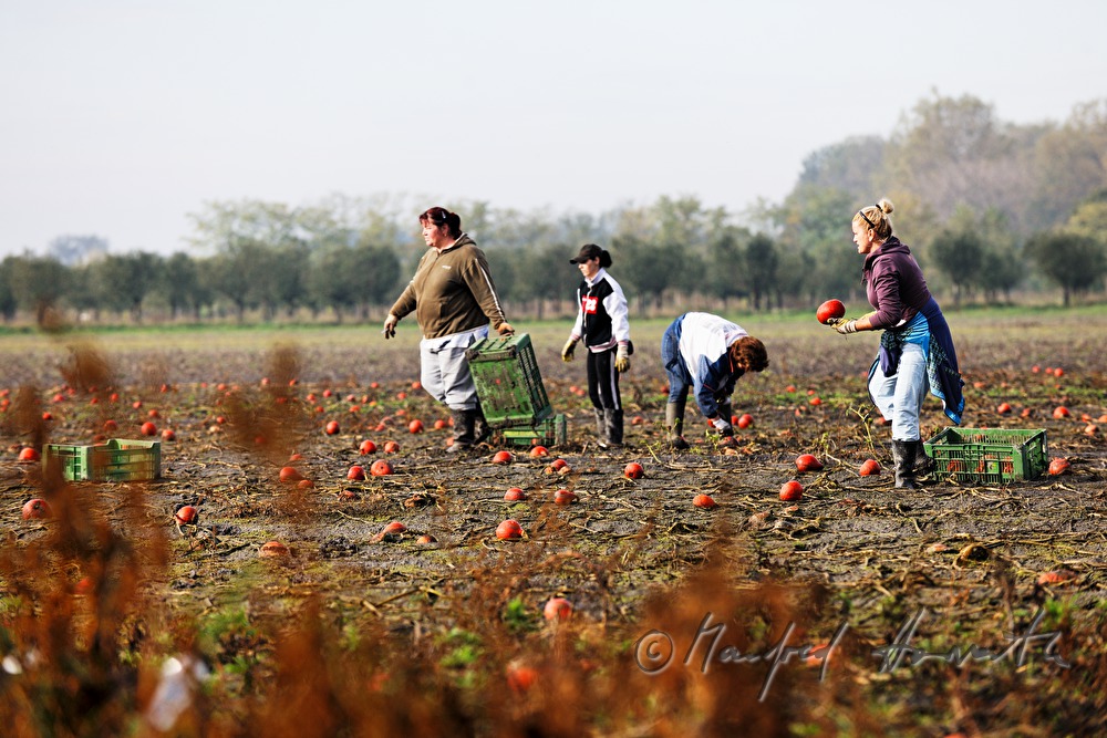 Kürbisernte im Herbst
