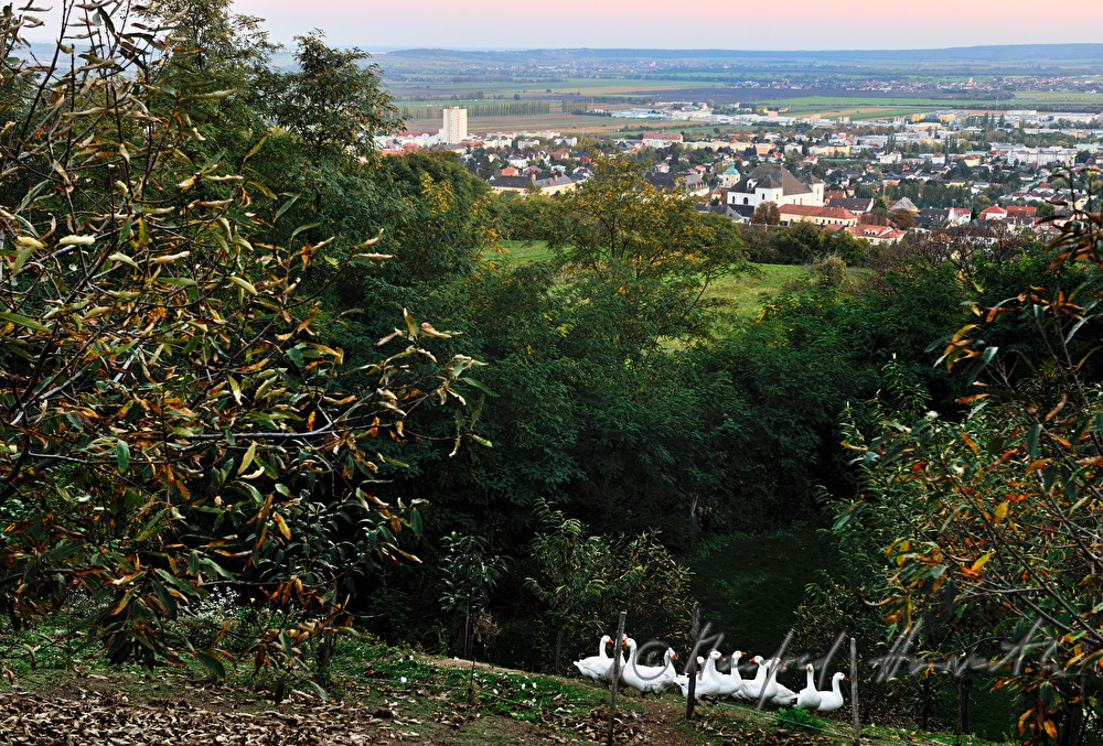 Gänseherde an einer Waldlichtung am Südhang