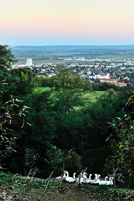 Gänseherde an einer Waldlichtung am Südhang