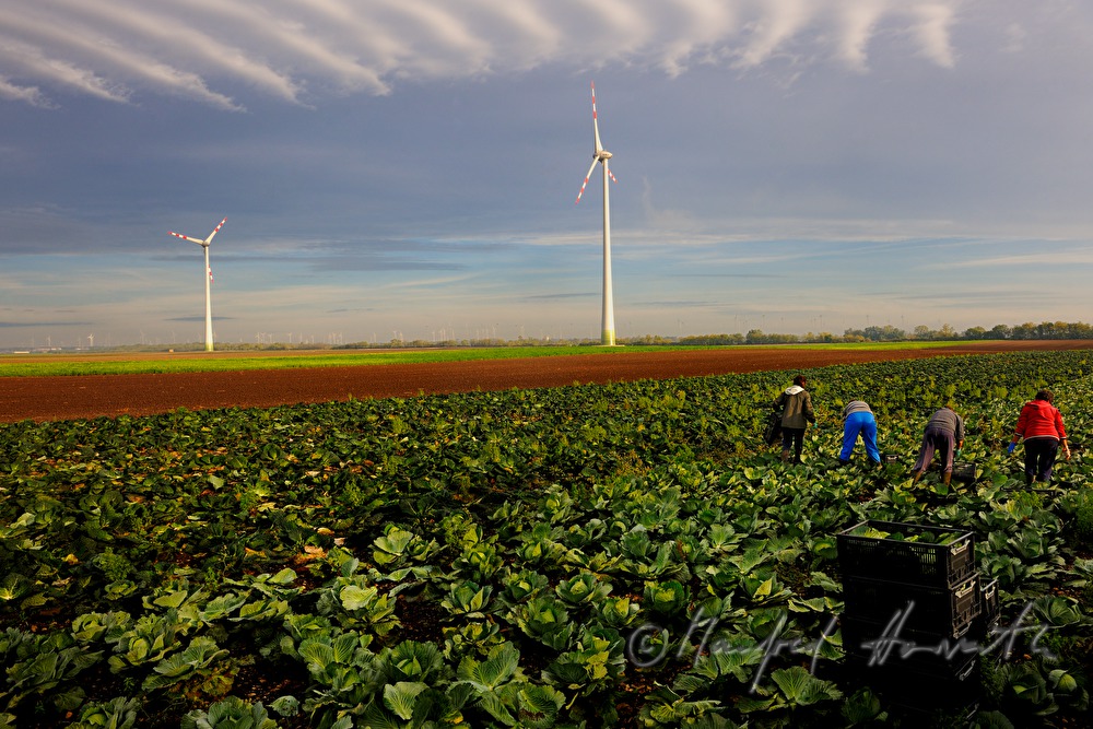 Arbeiter im Feld bei der Kohlernte