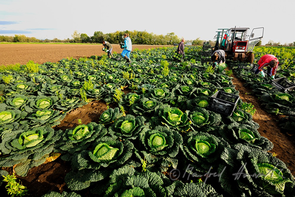Arbeiter im Feld bei der Kohlernte