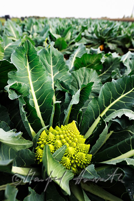 Romanesco Blumenkohl im Gemüsefeld