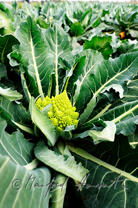 Romanesco Blumenkohl im Gemüsefeld