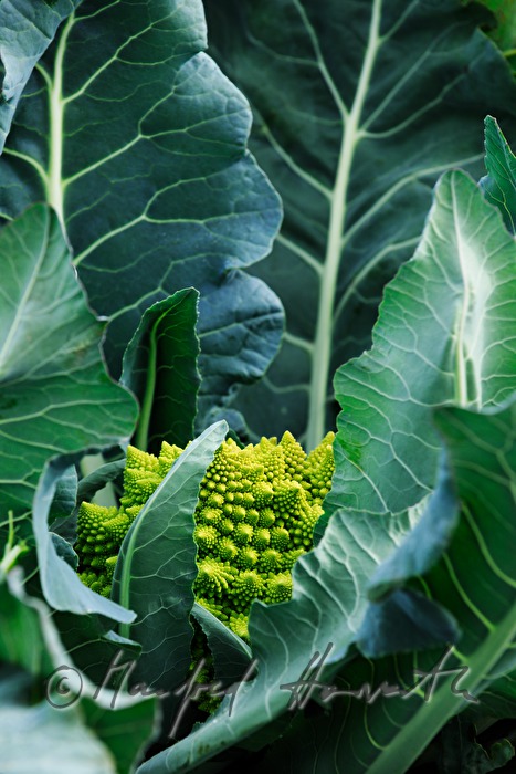 Romanesco Blumenkohl im Gemüsefeld