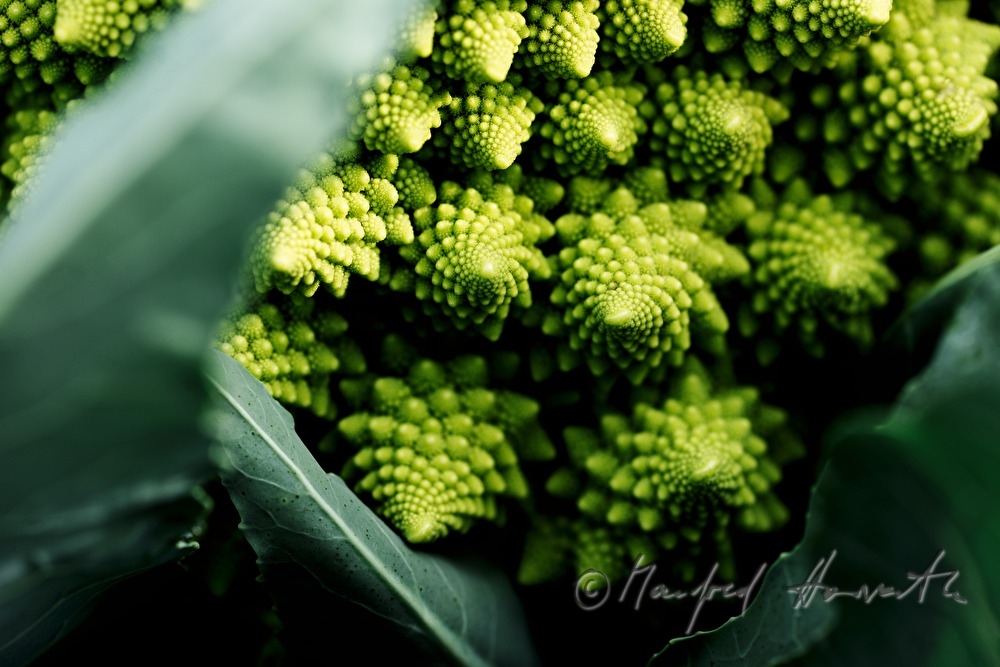 Romanesco Blumenkohl im Gemüsefeld
