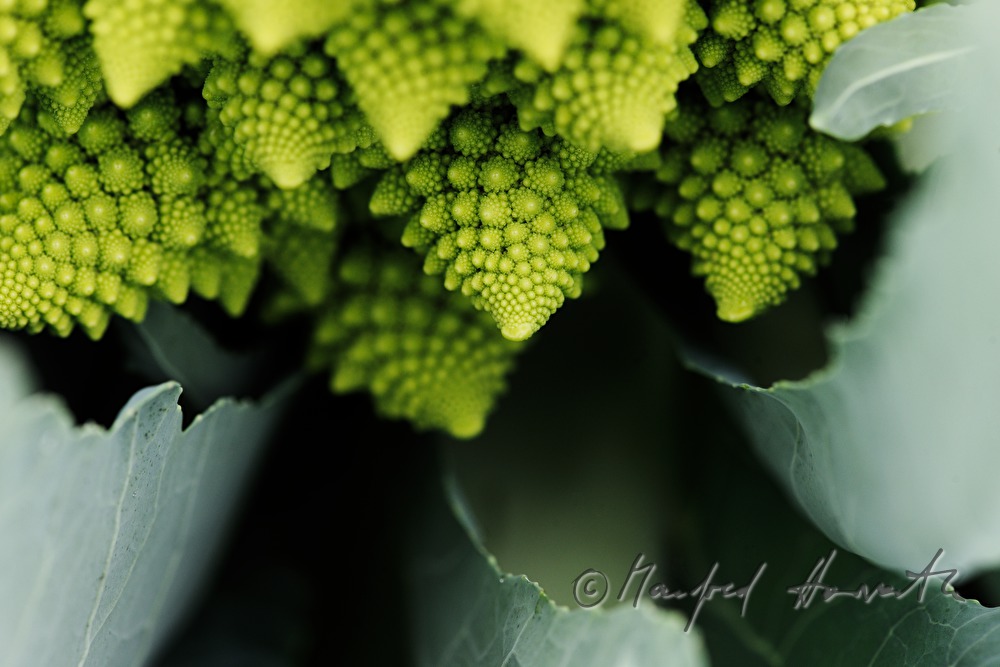 Romanesco Blumenkohl im Gemüsefeld