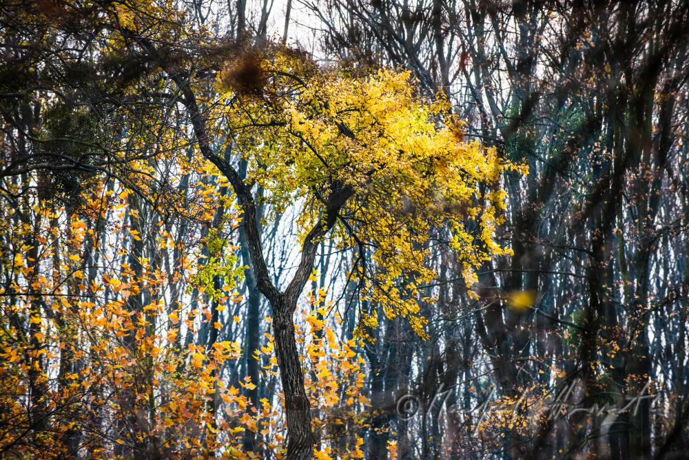 Herbstfarben im Englischen Landschaftspark