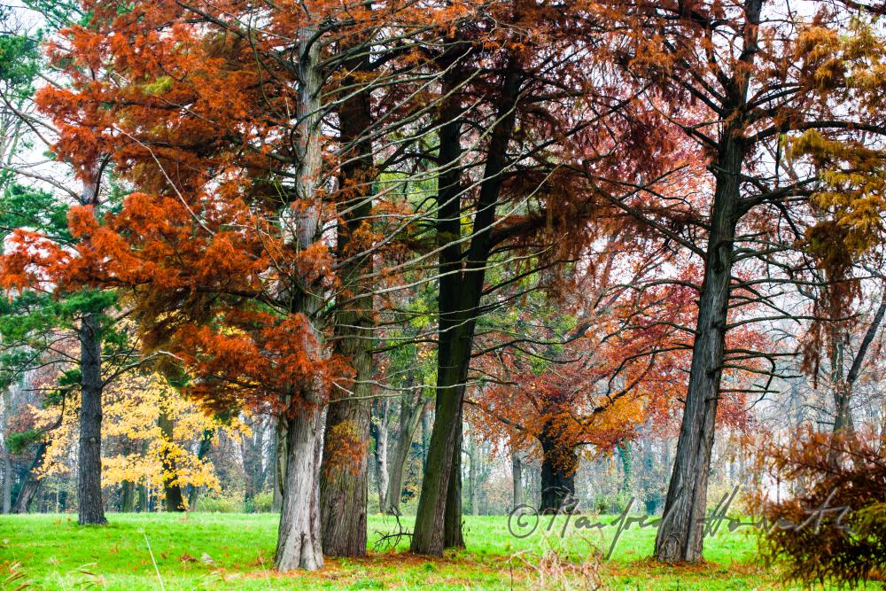 Herbstfarben im Englischen Landschaftspark