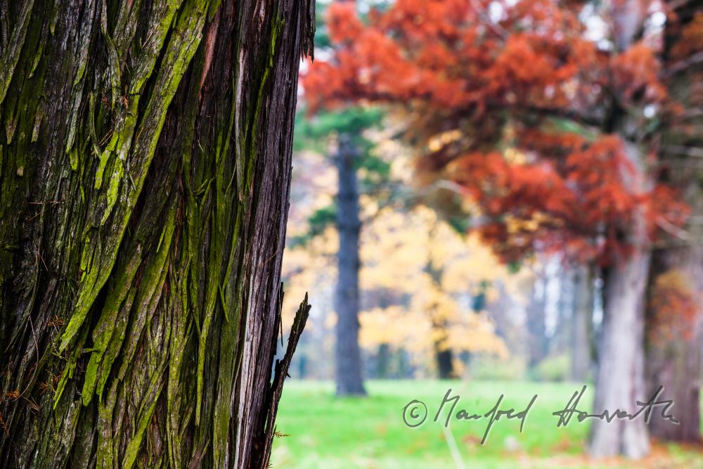 Herbstfarben im Englischen Landschaftspark