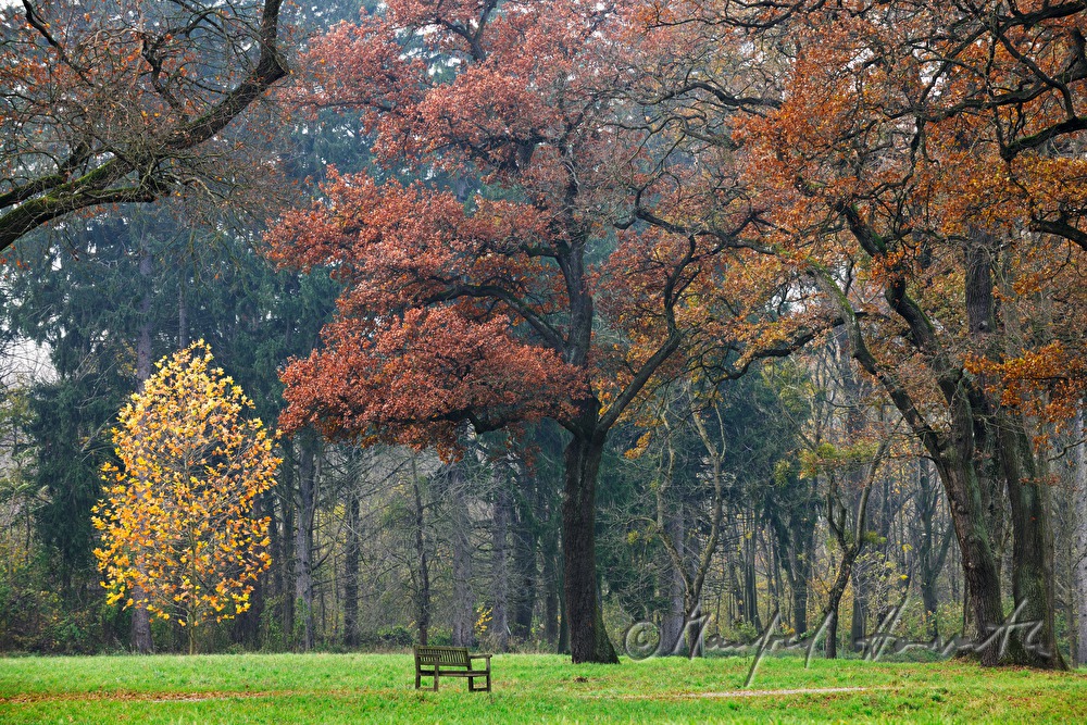 Herbstfarben im Englischen Landschaftspark
