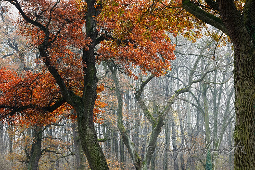 Herbstfarben im Englischen Landschaftspark